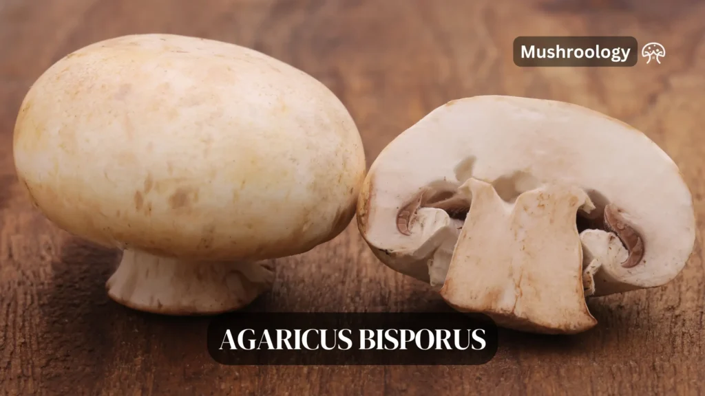 Agaricus bisporus mushroom