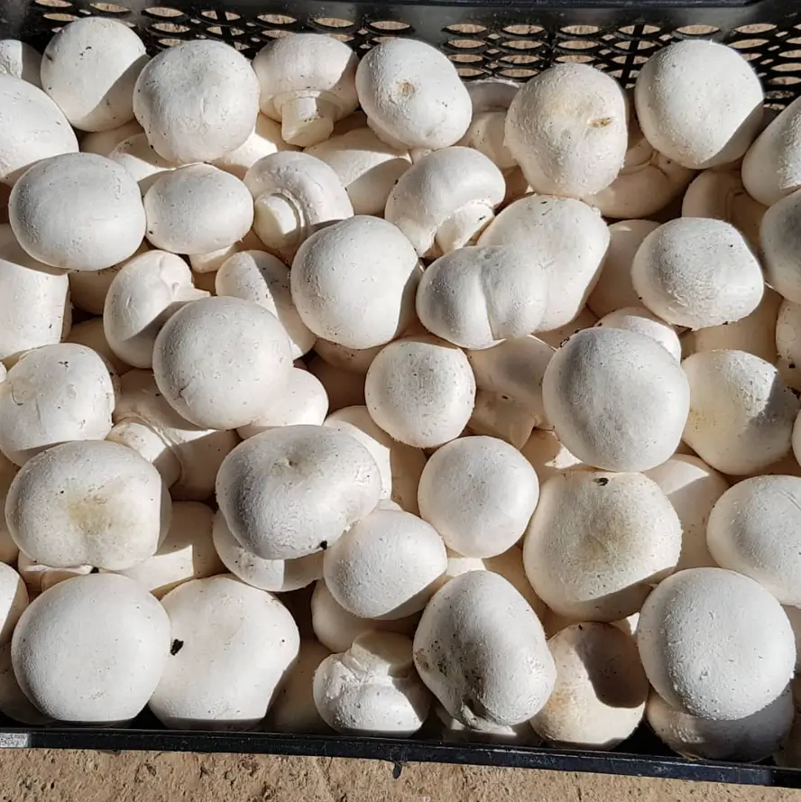 Agaricus bisporus - button mushroom