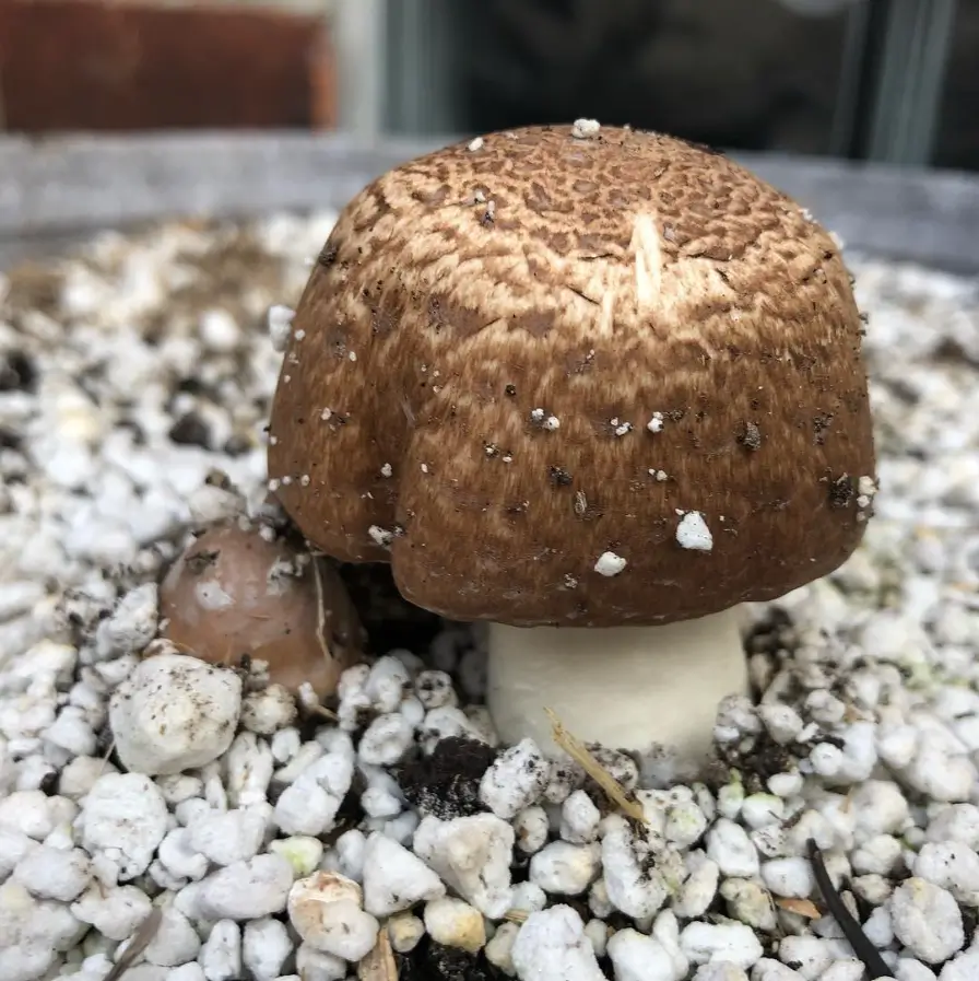 Almond Agaricus mushrooms
