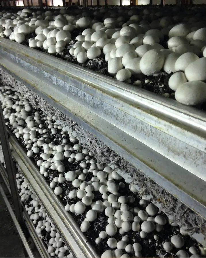 Button mushroomss