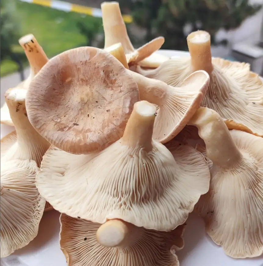 Clitocybe geotropa mushroom