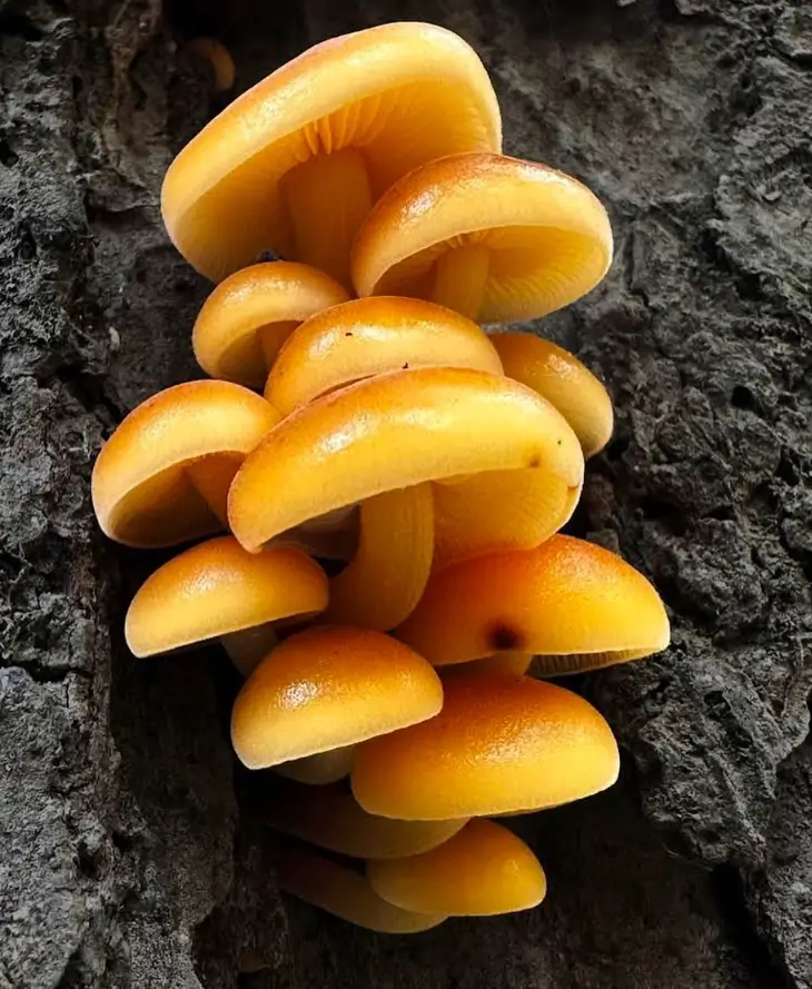 Enoki Mushrooms Flamulina velutipes