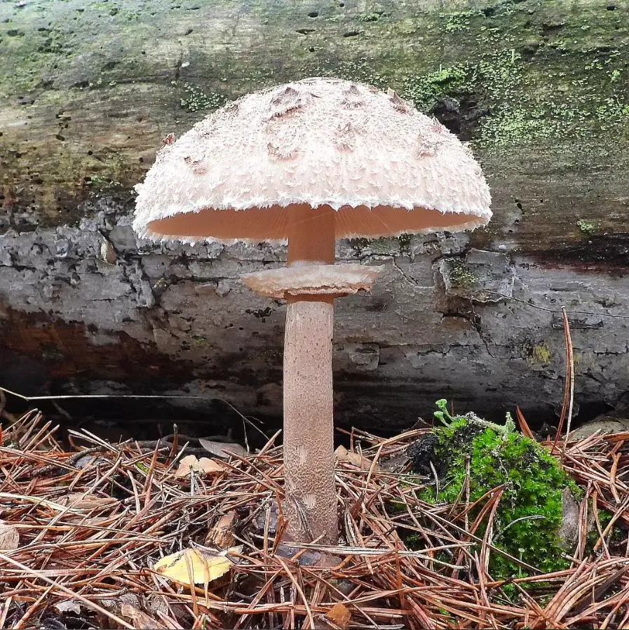 Parasol Mushrooms