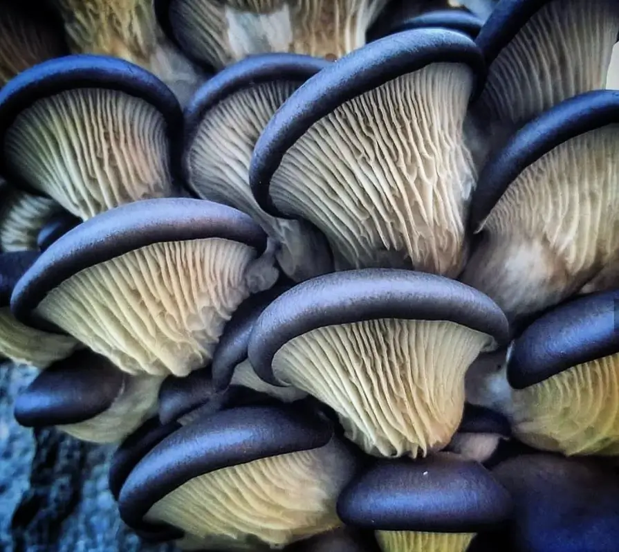 Pleurotus ostreatus mushroom