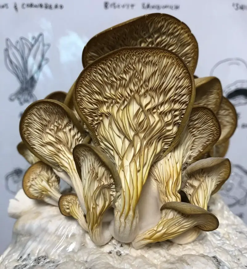 Pleurotus ostreatus mushrooms