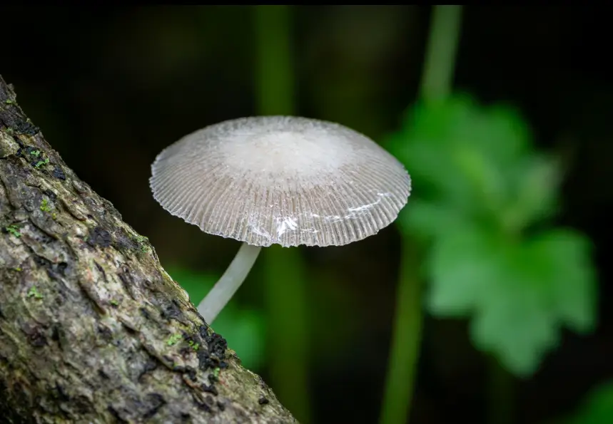 Pluteus mushroom
