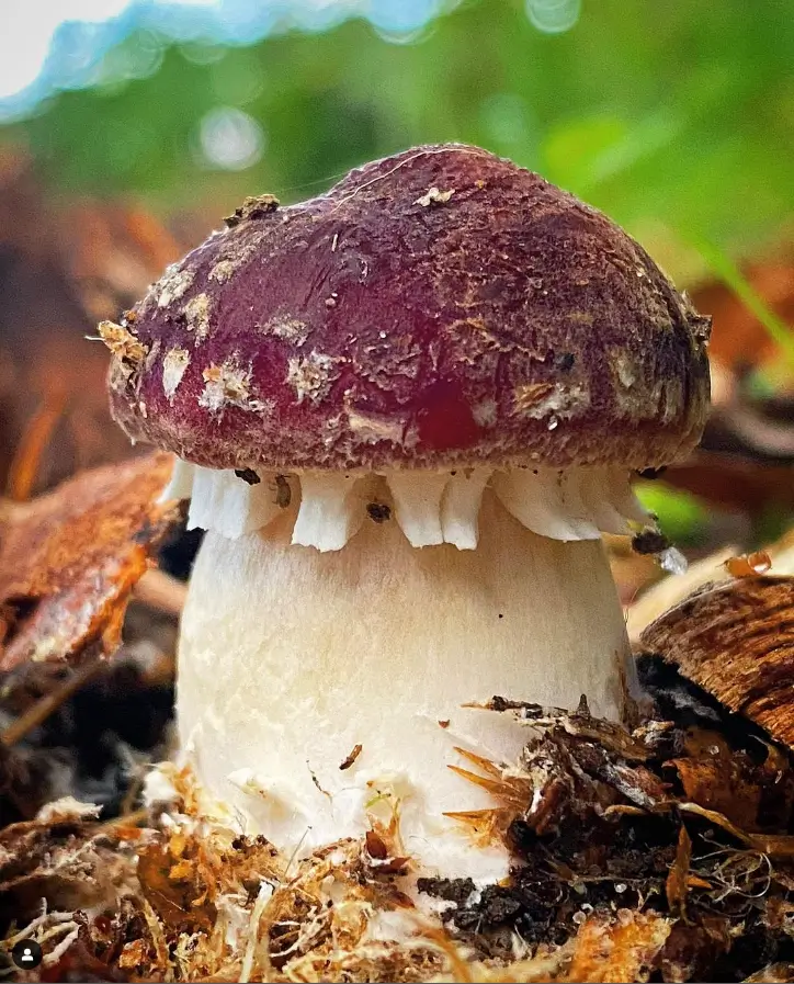 Stropharia rugoso-annulata mushroom