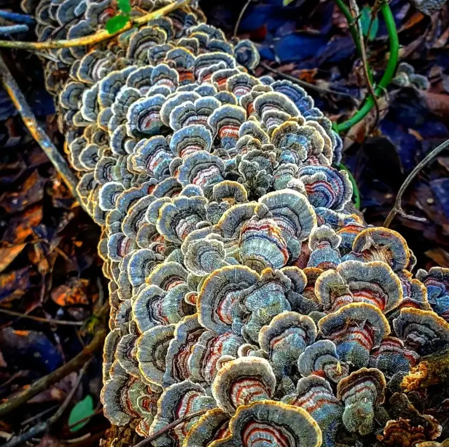 Turkey tail fungi
