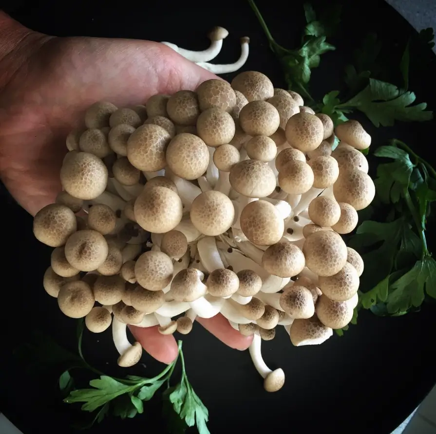 beech mushroom grow