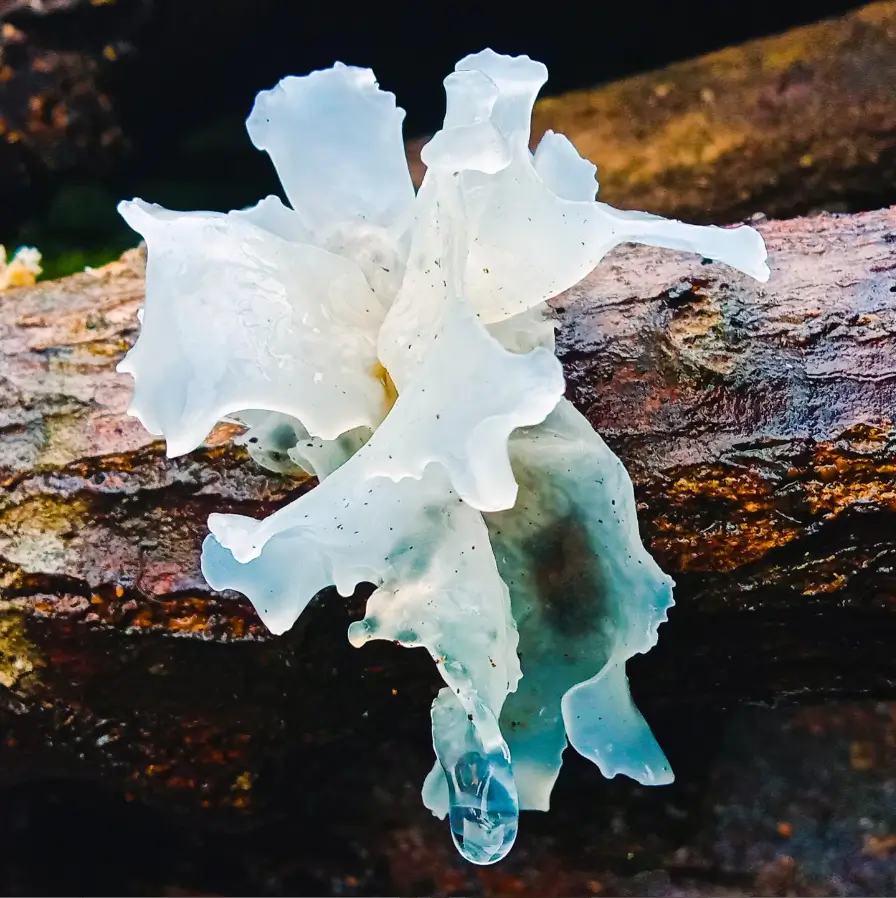 tremella fuciformis mushroom