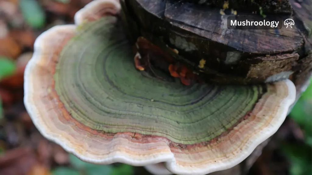 turkey tail cultivation