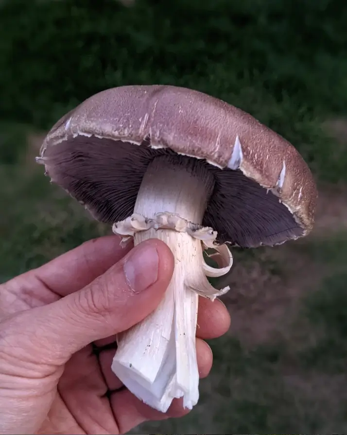 wine cap fungi