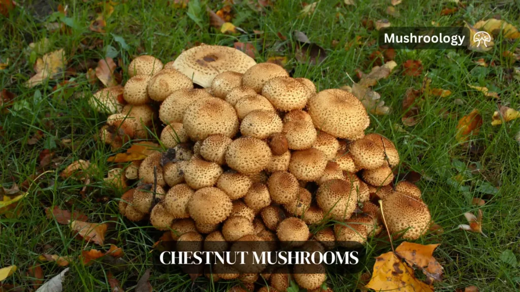 Chestnut mushroom