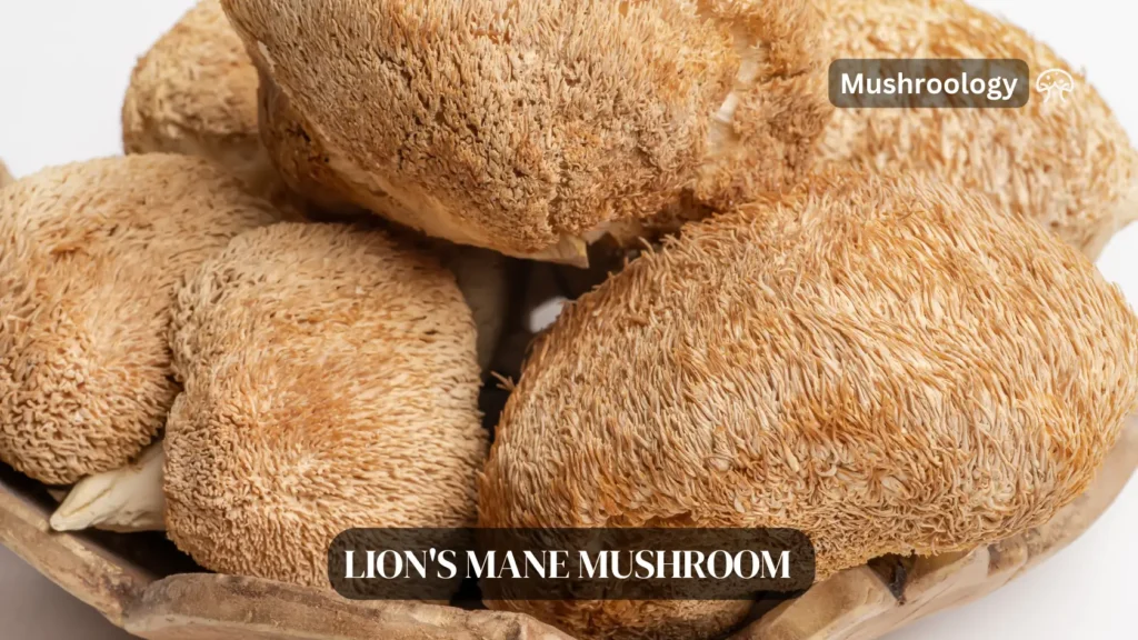 Lions Mane mushrooms health benefits