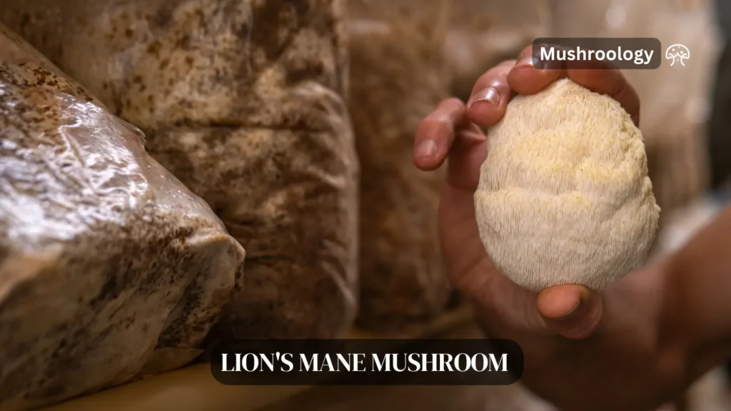Lions mane mushroom health benefits