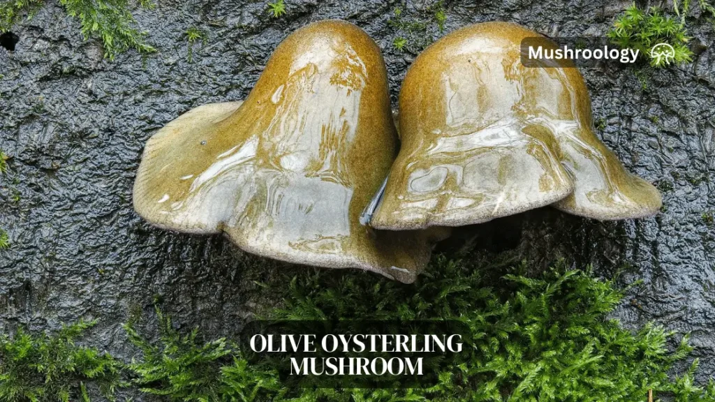 Olive Osyterling fungi