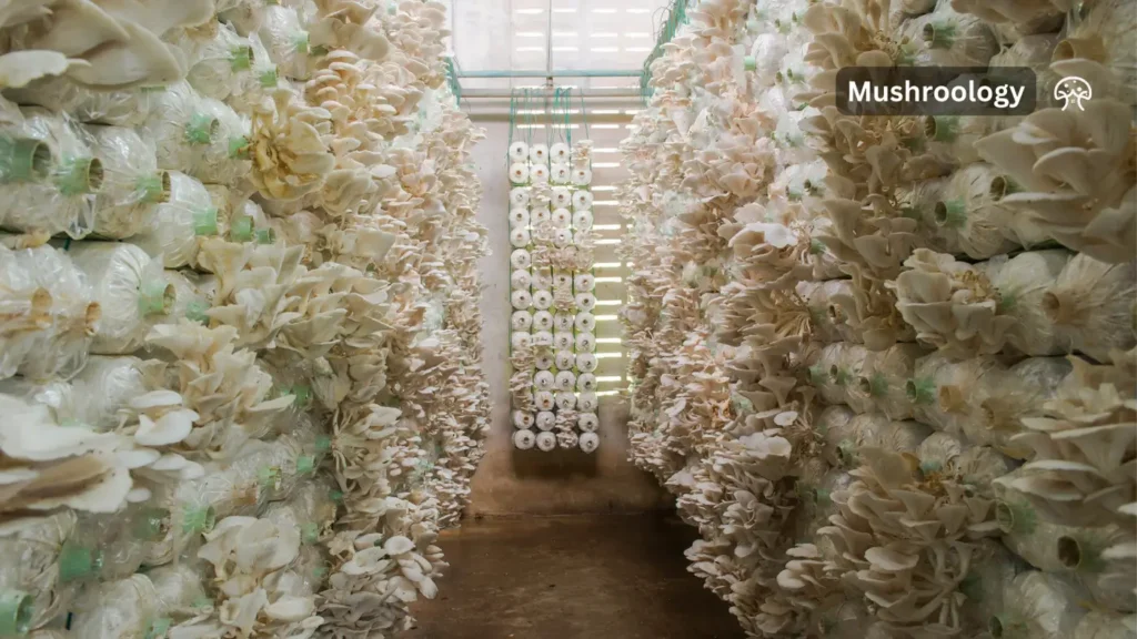 grow mushroom indoor