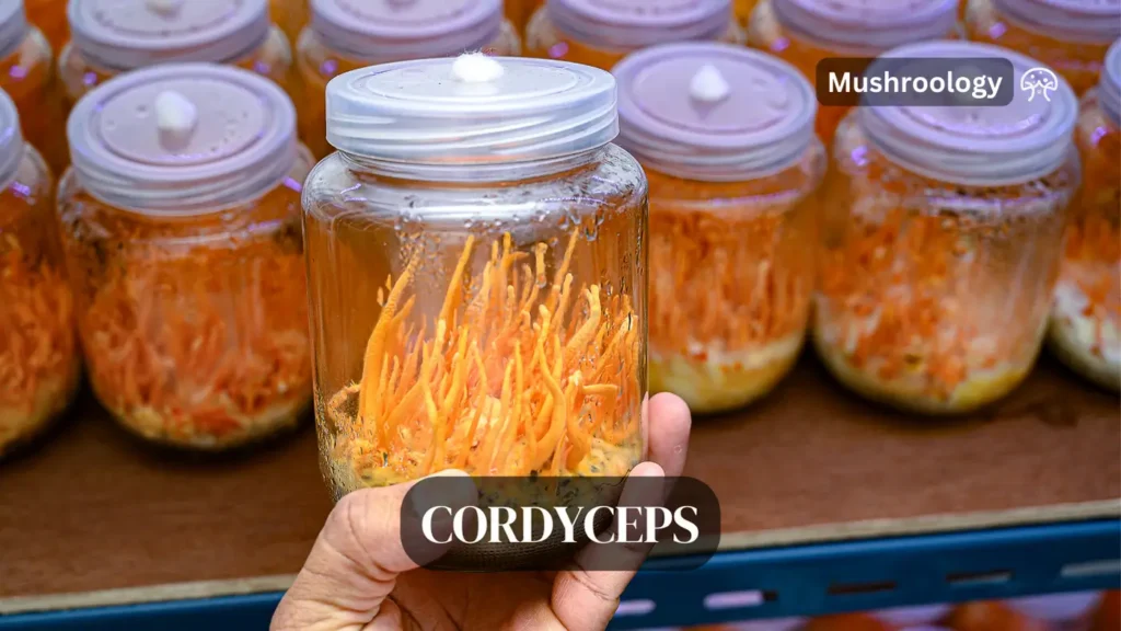 how to grow cordyceps mushroom at home