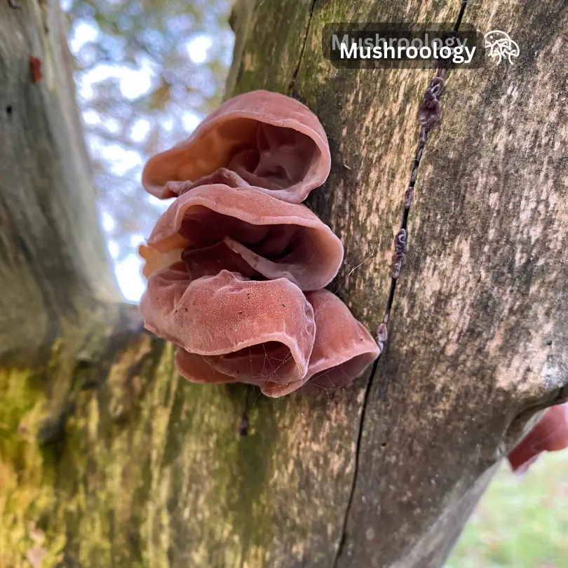 how to store wood ear mushrooms