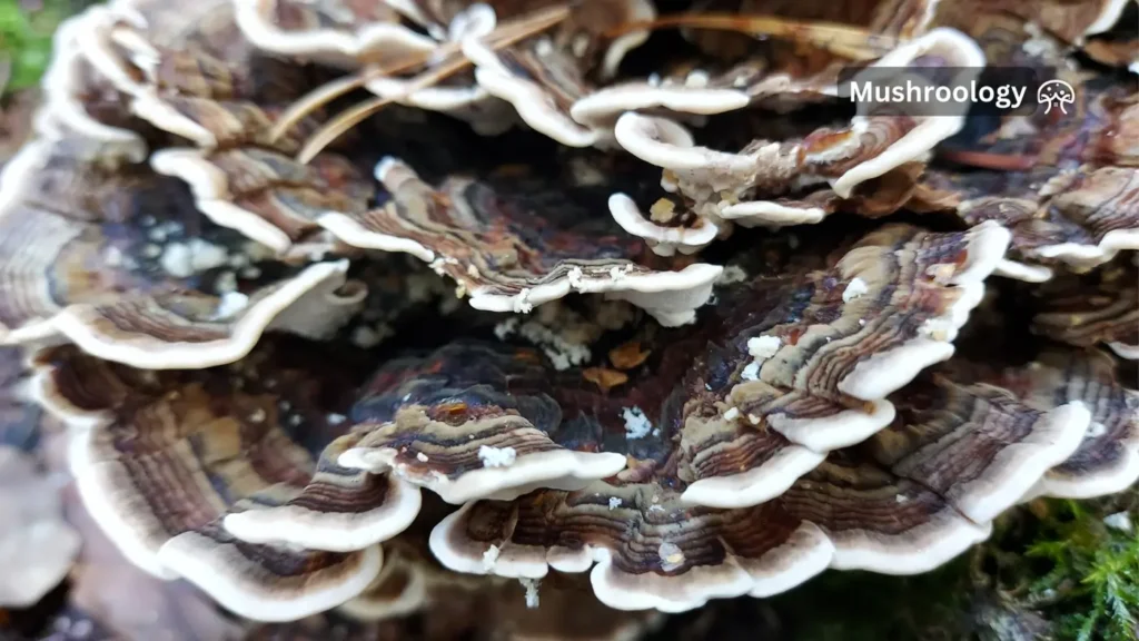 turkey tail mushroom health benefits