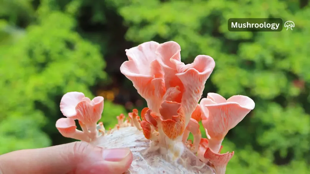 pink oyster mushroom grow