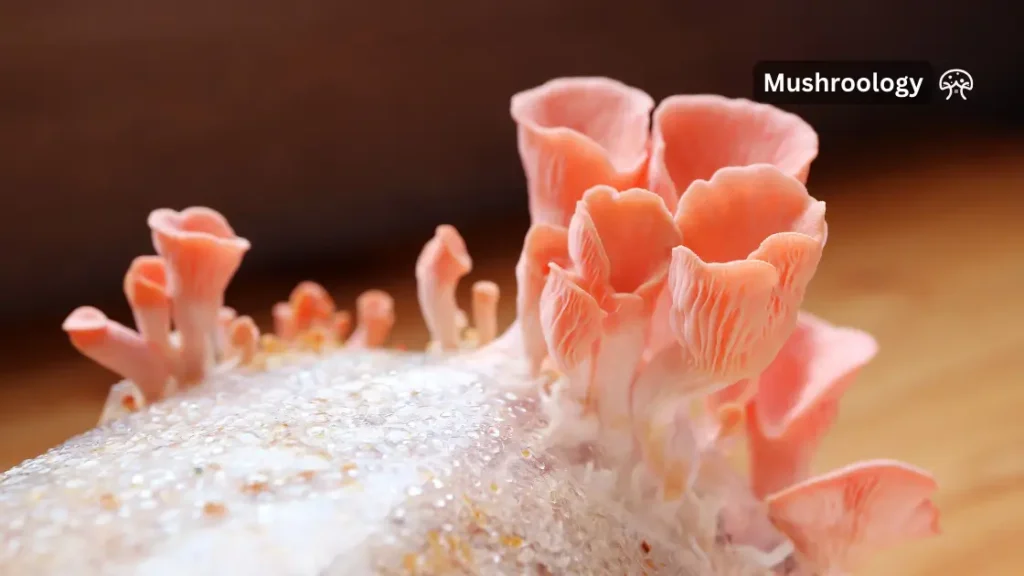 pink oyster mushroom substrate