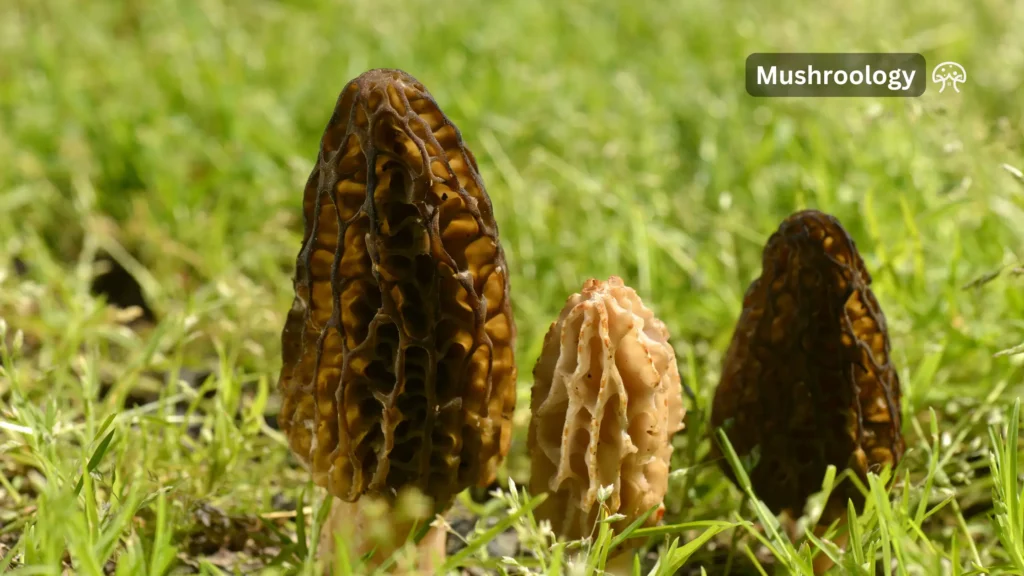 MOREL MUSHROOM GROWING TECHNIQUES