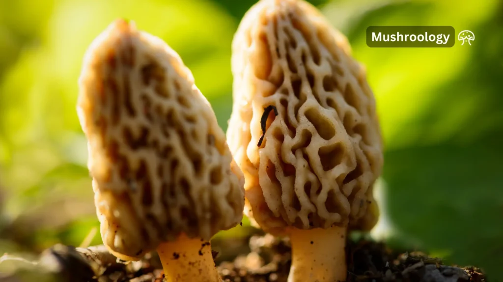 MOREL MUSHROOM LIFE CYCLE