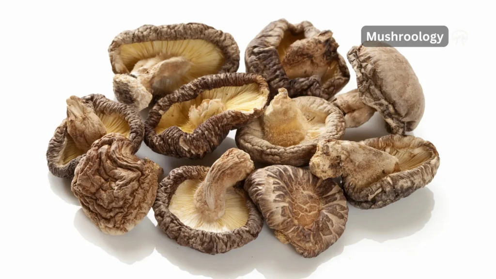 dried White flower shiitake mushrooms