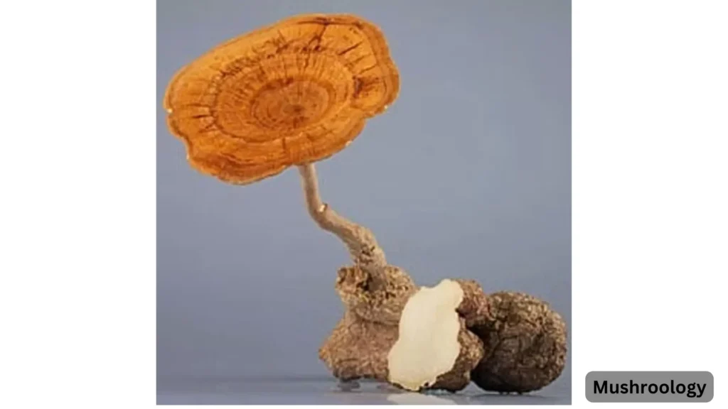 Tiger milk mushroom cultivation