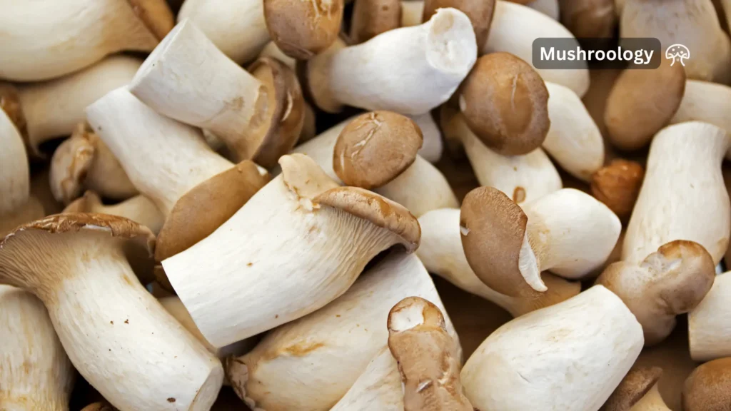 King Oyster mushrooms