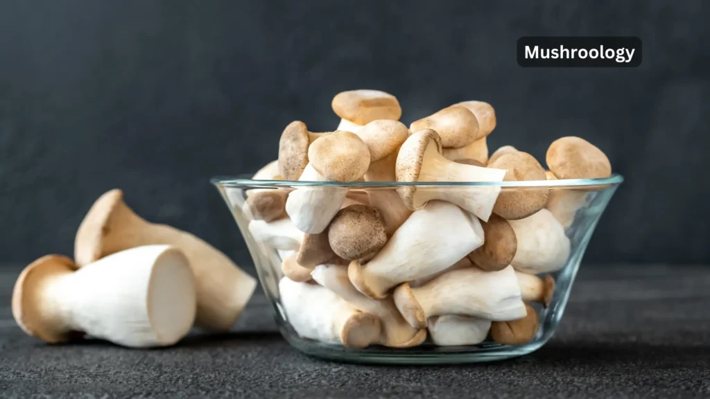 grow Pleurotus king oyster mushrooms
