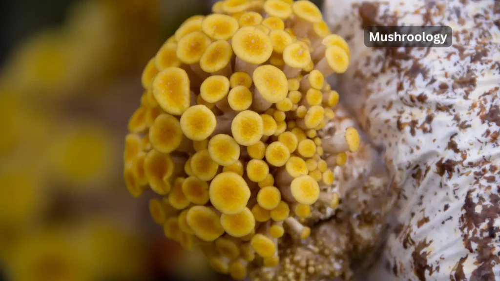 Golden oyster mushroom