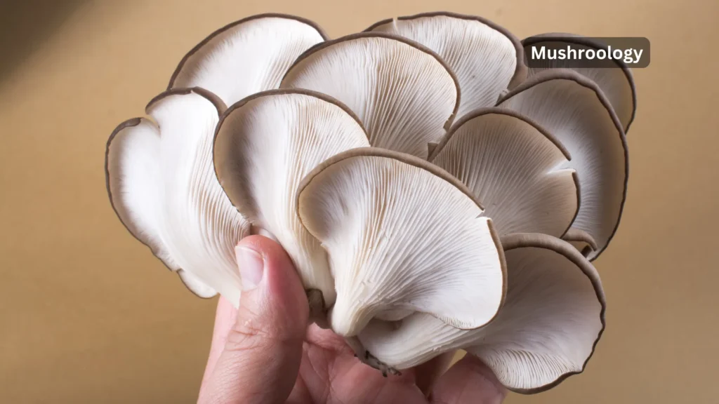 blue oyster mushrooms