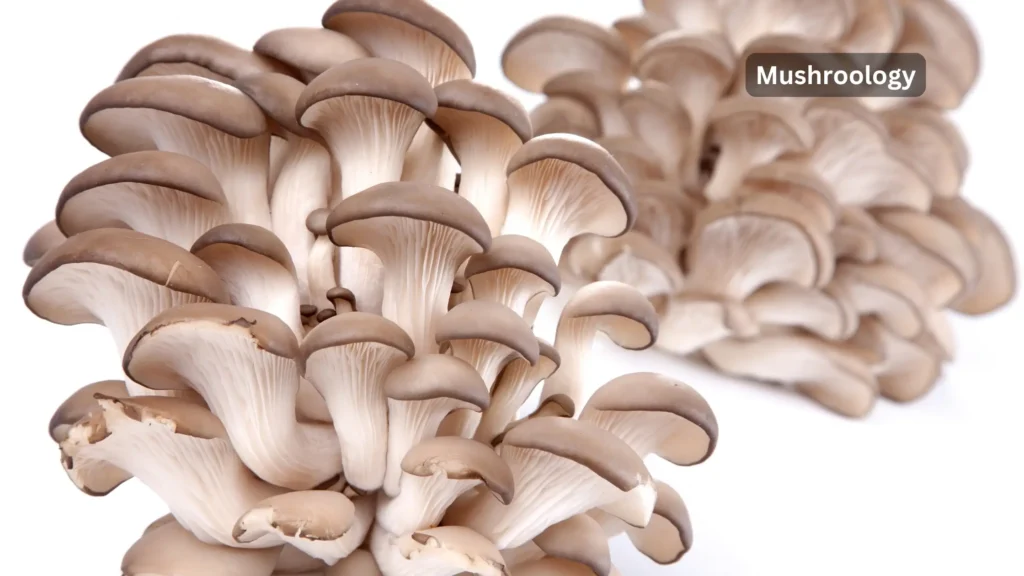 blue oyster mushrooms cultivation