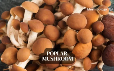 How to Grow Poplar Mushrooms at Home