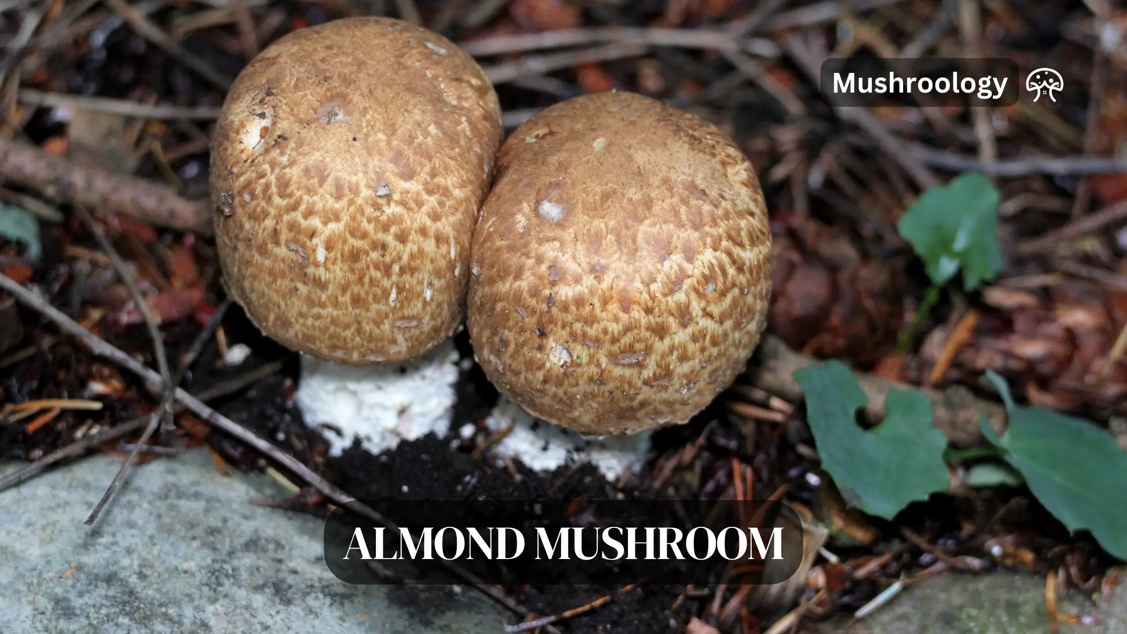 Almond Agaricus mushroom