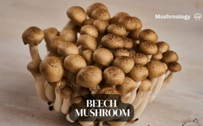 Beech Mushroom Growing Guide