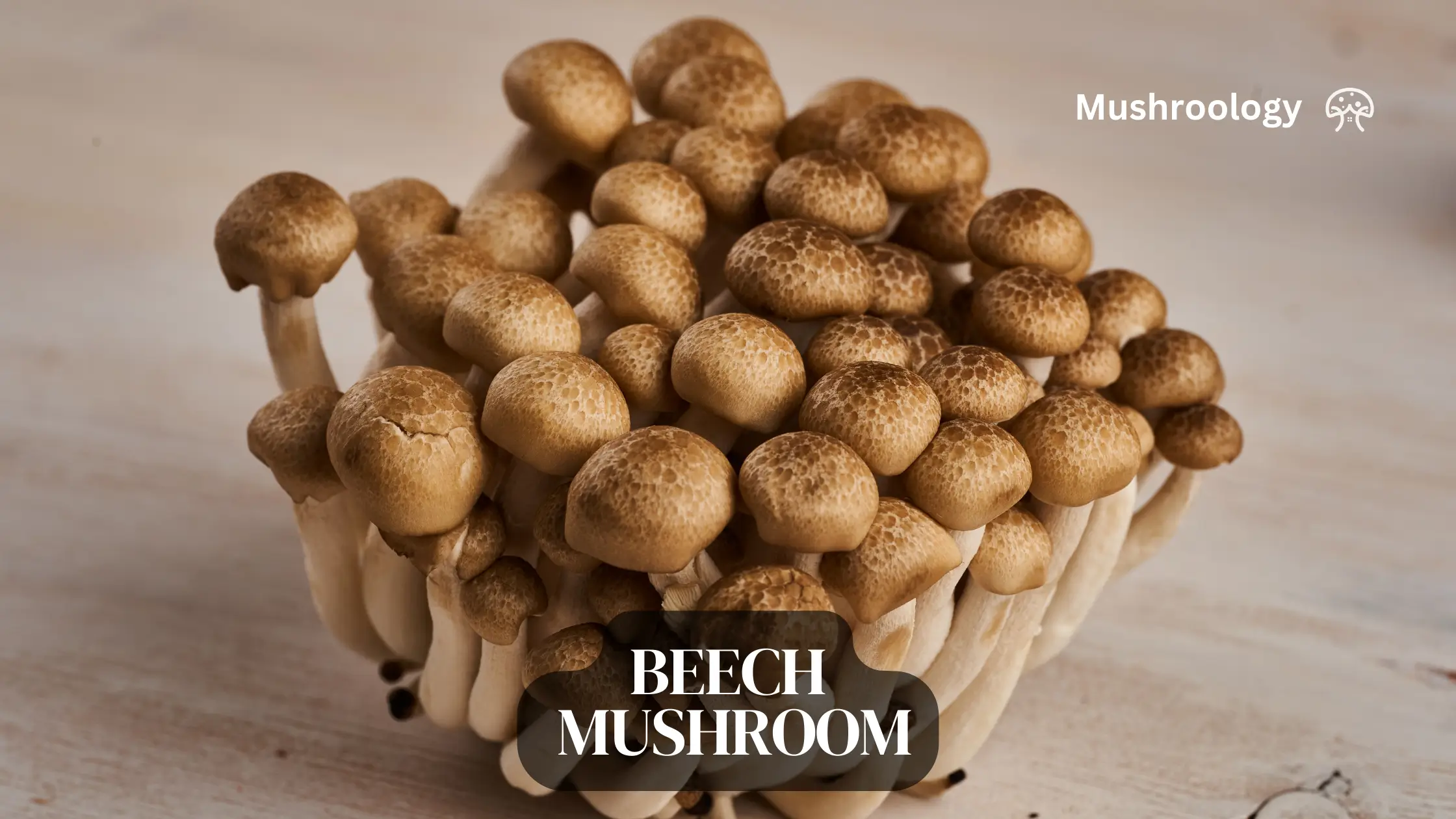 Beech Mushroom