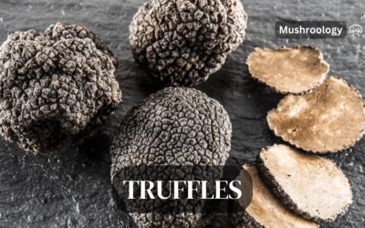 Truffles Fungi: Complete Guide to Underground Mushrooms and Why They’re So Expensive