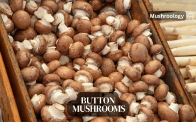 Button Mushrooms (Agaricus bisporus) Guide