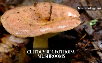 Clitocybe geotropa cultivation guide