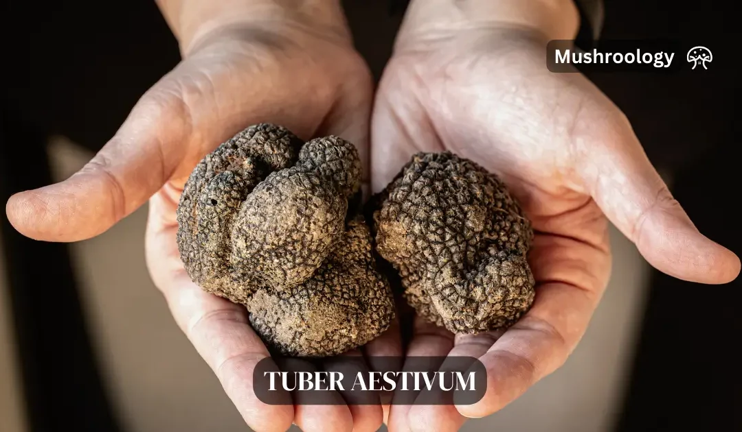 How to Grow Truffles: Complete Cultivation Guide for Beginners