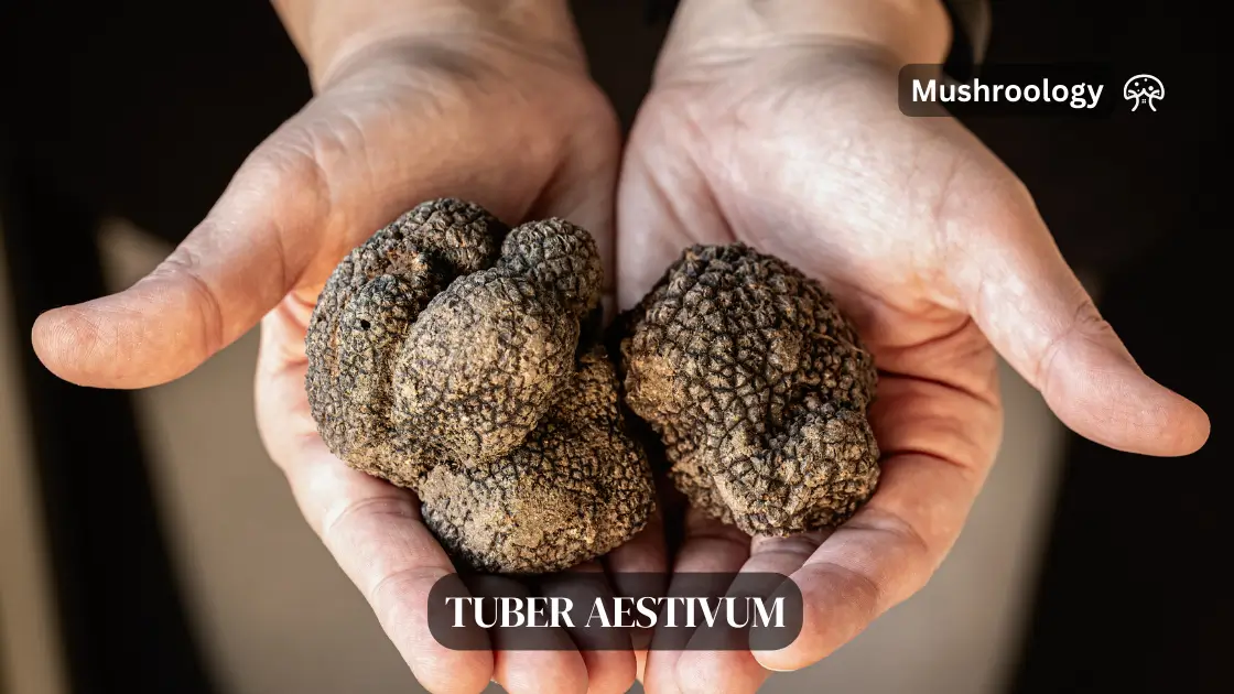 how to grow Truffles