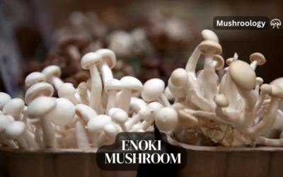 Enoki Mushrooms Cultivation: Grow Tips & Tricks