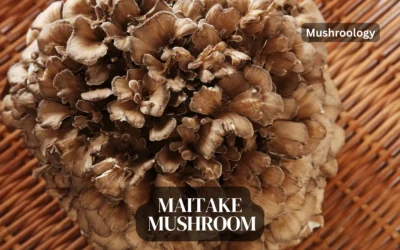 How to Grow Maitake Mushroom (Hen of the Woods) at home