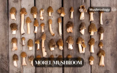 Morel Mushrooms Growing Guide