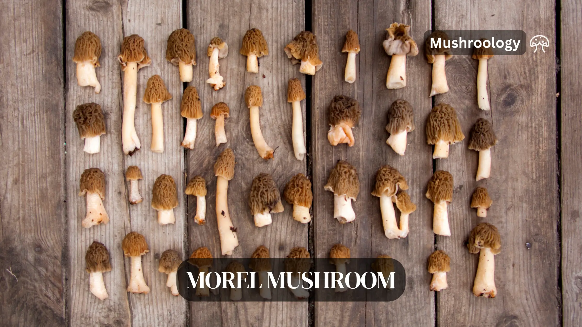 Morel mushroom