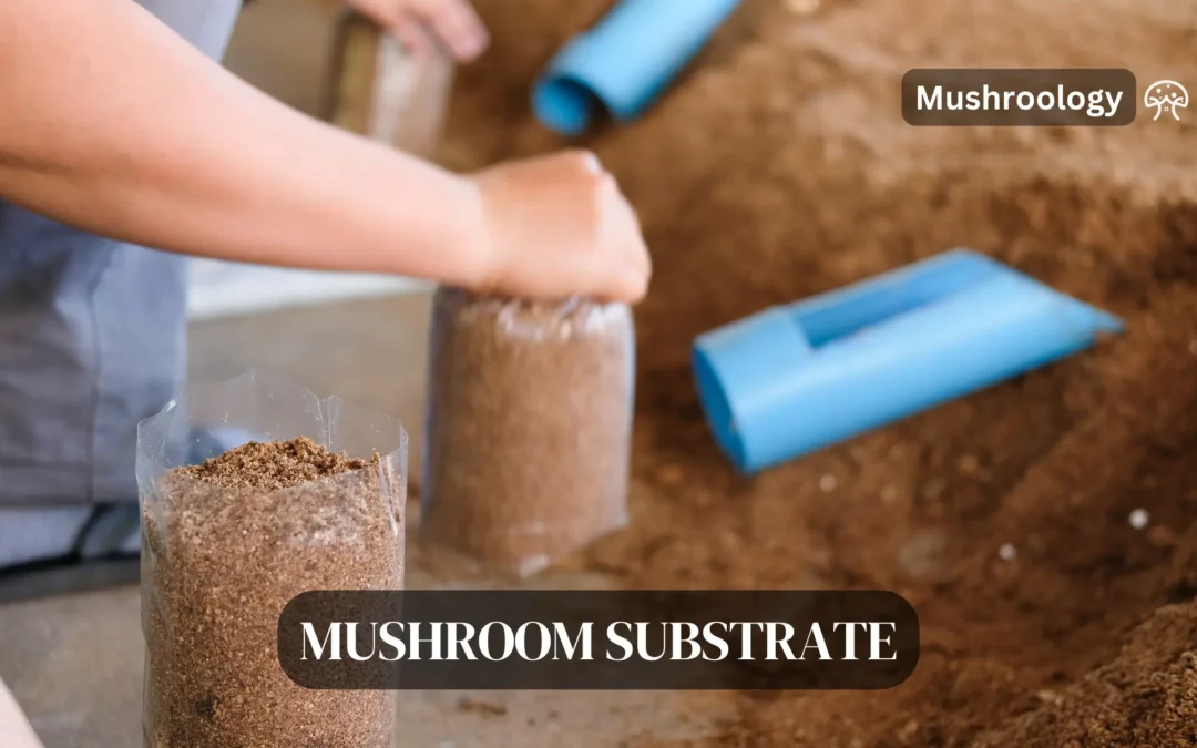How to select the best mushroom substrate