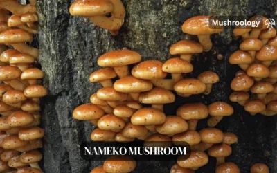 How to Grow Nameko Mushrooms (Pholiota microspora) at Home